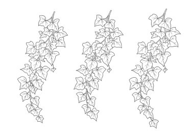 Zarif botanik dekorasyonlar için sade beyaz bir arkaplanda siyah beyaz çizgili üç sarmaşık dalı asılı..
