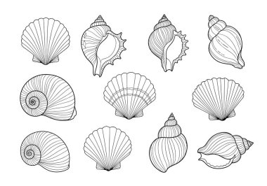 Ayrıntılı siyah beyaz çizgili 11 farklı deniz kabuğu ve salyangoz kabuğu koleksiyonu sanat dekorasyonu için sade beyaz bir arka planda izole edildi..