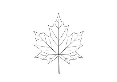 Akçaağaç yaprağının ayrıntılı siyah-beyaz çizimi. Karmaşık damarlar ve noktalar renklendirme ya da botanik çalışmaları için mükemmel..