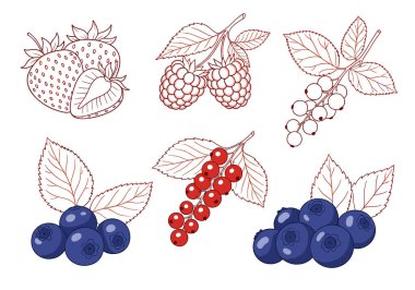 Çilek, ahududu ve kuşüzümü gibi çeşitli böğürtlenler..