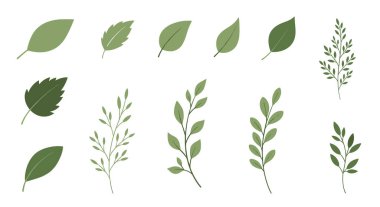Beyaz arka planda doğa temalı tasarım projeleri için farklı yaprak şekilleri ve dokuları içeren yeşil yaprak ve dal çizimlerinin çeşitliliği.