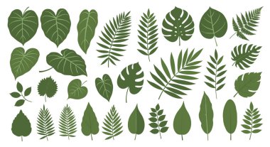 Beyaz arka planda farklı ağaç ve bitki türlerini temsil eden çeşitli şekil ve boyutlarda katı yeşil yaprak siluetleri geniş bir koleksiyonu var..