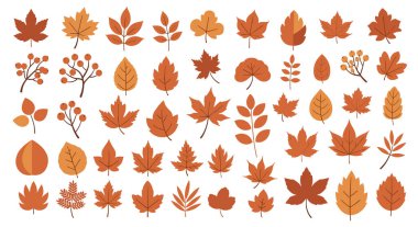 Sonbahar yaprakları ve sıcak sonbahar renklerinde böğürtlen kümeleri mevsimsel desenler ve doğa tasarımları yaratmak için mükemmeldir..