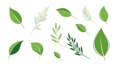 Bazı kabataslak botanik taslaklar ile birlikte yeşil yaprak şekilleri seçimi çeşitli tasarım projeleri için doğal ve organik bir set sağlar.