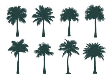 Tropikal tasarım için çeşitli yaprak şekilleri ve gövde yükseklikleri olan sekiz farklı palmiye ağacı silueti koleksiyonu.