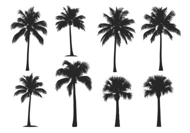 Tropik plaj veya yaz tatili tasarım projeleri için mükemmel bir set içinde çeşitli palmiye ağacı siluetleri koleksiyonu.