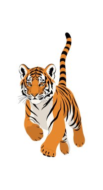 Neşeli genç kaplan yavrusu büyük bir coşkuyla öne doğru koşuyor ve beyaz bir arka plana doğru kalkıyor..