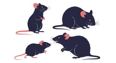 Çeşitli pozlarda dört koyu renkli sıçan seti. Arka ayakları üzerinde durmak ve beyaz bir yüzeye oturmak da dahil..