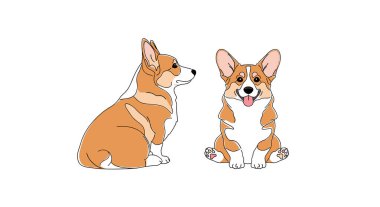 Farklı pozisyonlarda oturan iki şirin Corgi köpeği. Yan görünüm ve mutlu bir gülümseme pozu..
