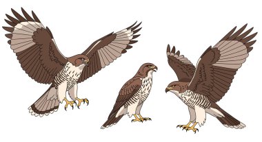 Uçan üç şahin veya şahin koleksiyonu ve tüy rengi kahverengi ve beyaz tüyleri gösteren tünemiş pozisyonlar.