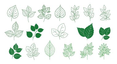 Beyaz arka planda farklı şekiller, dokular ve çizgi sanat ayrıntıları içeren yeşil tonlarda çeşitli yaprak çizimleri..