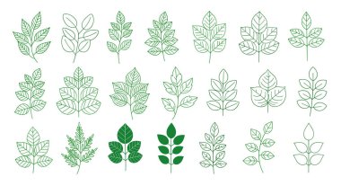 Doğadan esinlenilmiş grafik tasarım ve desenler için çeşitli botanik tarzlarda yeşil yaprak çizimleri ve düzenlemelerinin şebekesi.