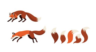 Kırmızı tilki farklı atlama ve koşma pozlarında orman yaban hayatı sanatı için birkaç farklı tilki kuyruğu çizimleriyle yan yana duruyor..