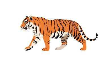 Beyaz arka planda yürüyen görkemli kaplan kendine özgü turuncu ve siyah çizgili kürkünü ince detaylarıyla gösteriyor..