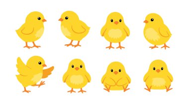 Beyaz arka planda durmak, yürümek ve oturmak gibi çeşitli şirin pozlarda küçük sarı civciv koleksiyonu.