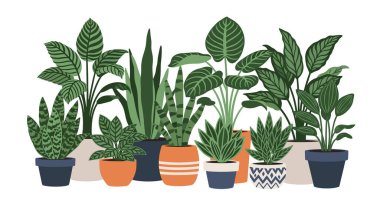 Dekoratif saksılarda çeşitli ev bitkilerinin toplanması. Yılan bitkileri ve geniş yapraklı beyaz bitkiler de dahil..