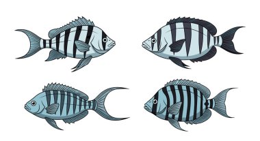 Farklı yüzme yönlerinde mavi gövdeli ve siyah dikey çizgili dört tropikal balık koleksiyonu.