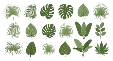 Canavarlar, palmiyeler ve muz yaprakları dahil olmak üzere çeşitli yeşil tropikal yapraklar. Orman ve botanik tasarımlar için mükemmel..
