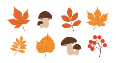 Renkli akçaağaç yaprakları, porcini mantarları ve parlak kırmızı kızılcık üzümleri gibi sonbahar mevsimi elementlerinin büyüleyici bir koleksiyonu..
