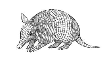 Bir armadillonun desenli zırhlı kabuğunu ve sağlam pençelerini gösteren son derece detaylı siyah ve beyaz gravür stili çizimi.