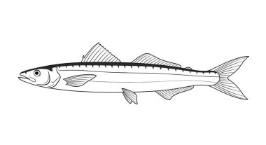 Detaylı siyah beyaz çizgilerde gösterilen gösterişli barakuda balığı yırtıcının uzun vücudunu ve doğanın keskin özelliklerini yakalar..
