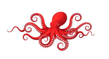 Üst perspektiften görünen uzun kıvrım dokunaçlı büyük kırmızı ahtapot düz beyaz arka planda.