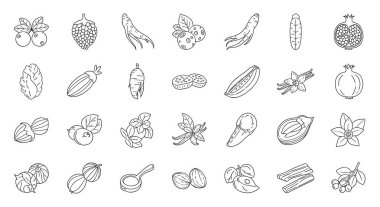 Beyaz arka planda çeşitli tohumlar, fındıklar, meyveler ve botanik örneklerini gösteren büyük siyah beyaz simgeler..