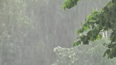 Şiddetli yağmur damlaları yeşil doğaya bakıyor