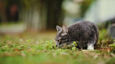 Yaklaş Gri bir kedi yeşil çimenleri ısırıyor