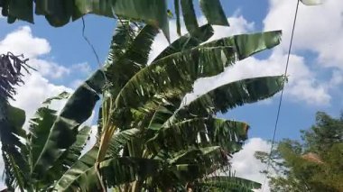 Muz yaprakları, doğa ve bitki örtüsü.