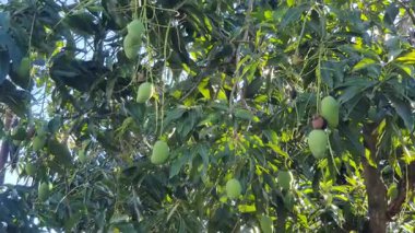 Mango yaprakları ve ağaçlar 