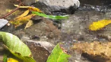 Ormandaki şelale manzarasını kapatın.