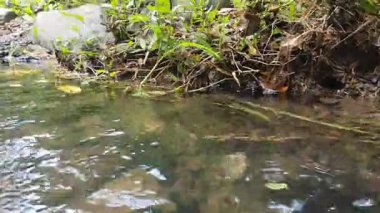 Ormandaki nehrin güzel manzarası