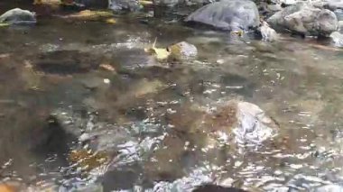 Ormanda güzel bir şelale