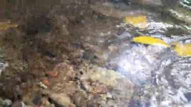 havuzda su sıçraması