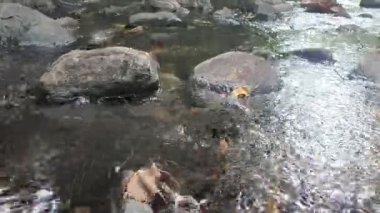 Ormanda güzel bir şelale