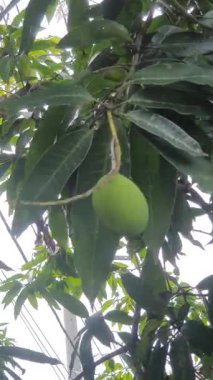 Olgun yeşil meyve ağaçta