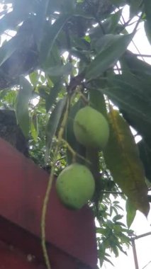 Yeşil mangolar ve yeşil yapraklar 