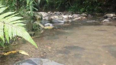 Ormandaki güzel dağ nehri