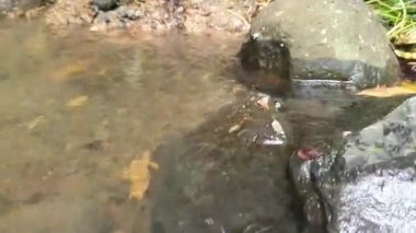 Ormandaki su akıntısı