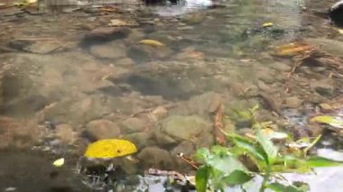 Ormanda suyu olan bir nehir.