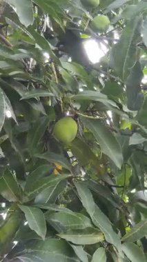 Ağaçta meyveler olan yeşil mangolar