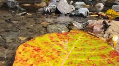 Ormandaki su akıntısı