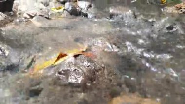 Ormandaki güzel nehir