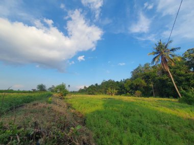 yeşil ağaçlar ve mavi gökyüzü