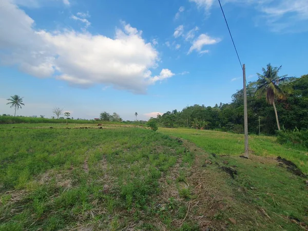 Güzel bir manzara Ağacı ve mavi gökyüzü
