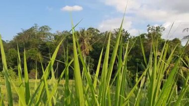 Güzel botanik fotoğrafı, doğal duvar kağıdı.
