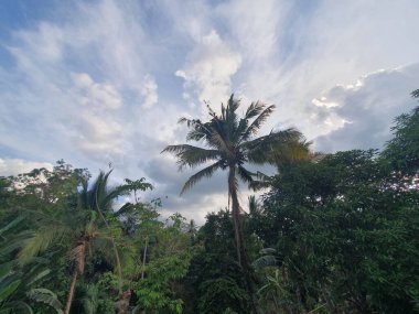 Ormanda yeşil palmiye ağaçları