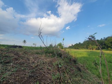 Tarlada yetişen yeşil bitkiler