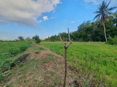 Ormanın güzel manzarası